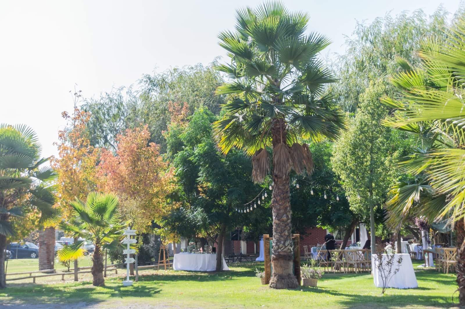 Áreas verdes con palmeras, árboles y sombra natural