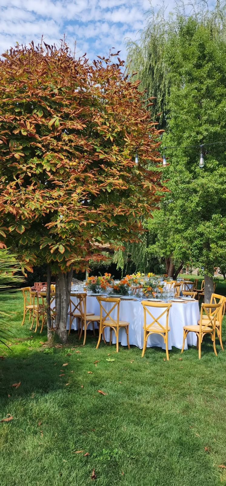 Mesa montada bajo un árbol de otoño con sillas amarillas